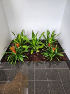 MacBeth Farm Interiorscapes business floor plants