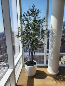 MacBeth Farm Interiorscapes potted plant
