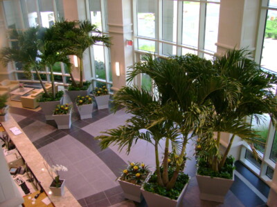 MacBeth Farm Interiorscapes interior potted plants