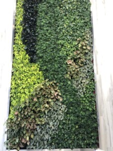 Macbeth Farms Interiorscapes