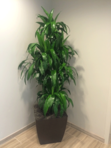 MacBeth Farm Interiorscapes corner planter