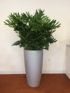 MacBeth Farm Interiorscapes potted plant