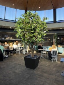 MacBeth Farm Interiorscapes large interior tree