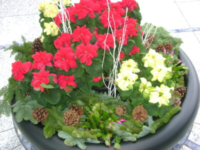 MacBeth Farm Interiorscapes potted patio plant